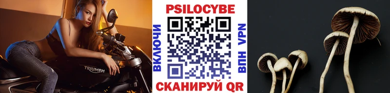Псилоцибиновые грибы Cubensis  Полесск 